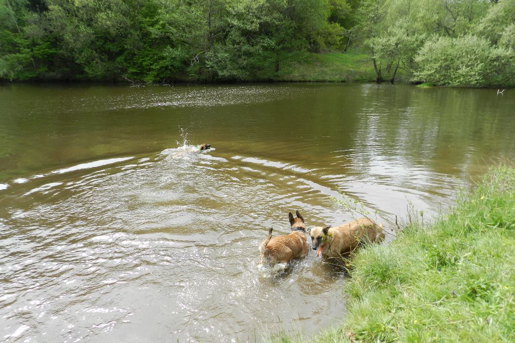 du clan d'alvi - Les chiennes à l'eau