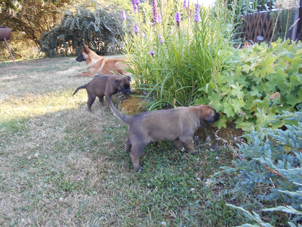 du clan d'alvi - les chiots 1 mois