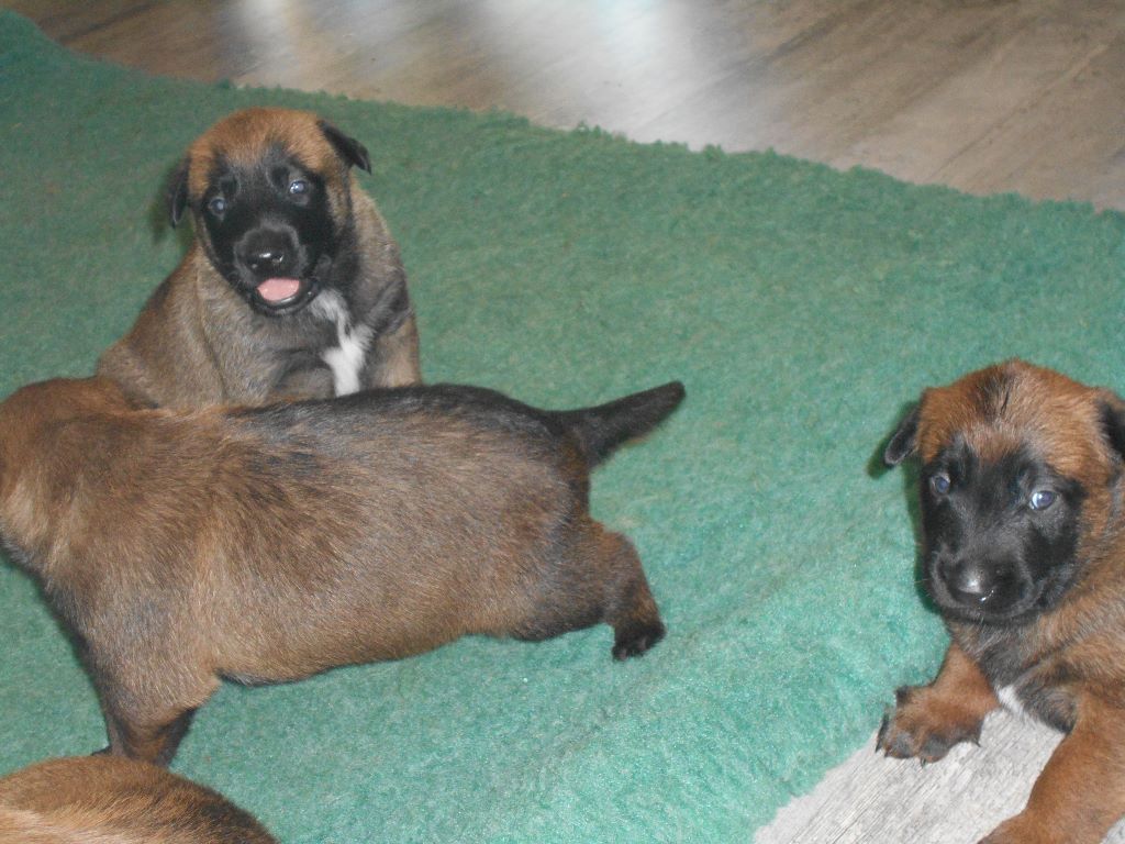 du clan d'alvi - Les chiots 3 semaines