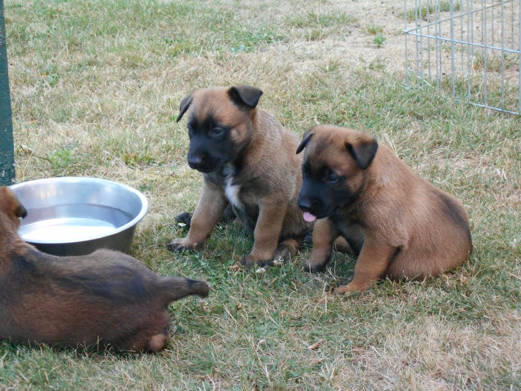 du clan d'alvi - les chiots 1 mois