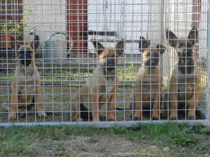 du clan d'alvi - Les males 2 mois 1/2