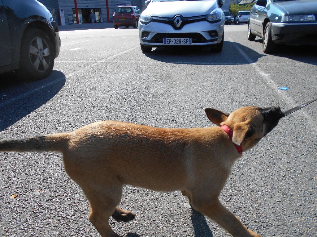 du clan d'alvi - Les chiots 2 mois1/2 sortie