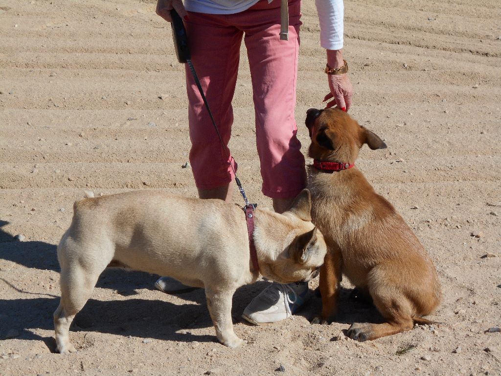 du clan d'alvi - Les chiots 2 mois1/2