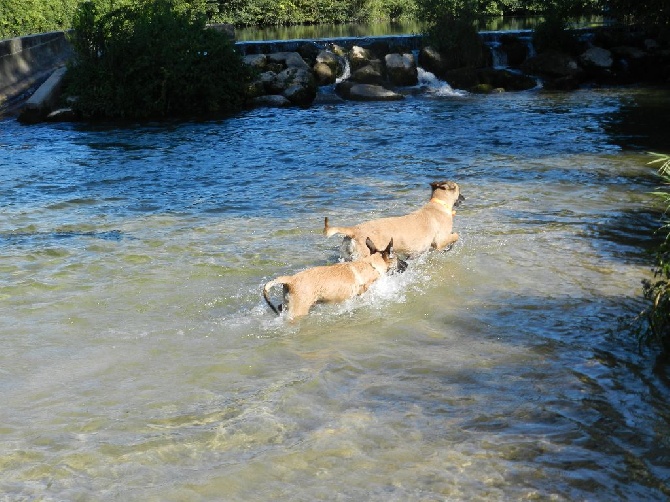 du clan d'alvi - les chiots 3 mois