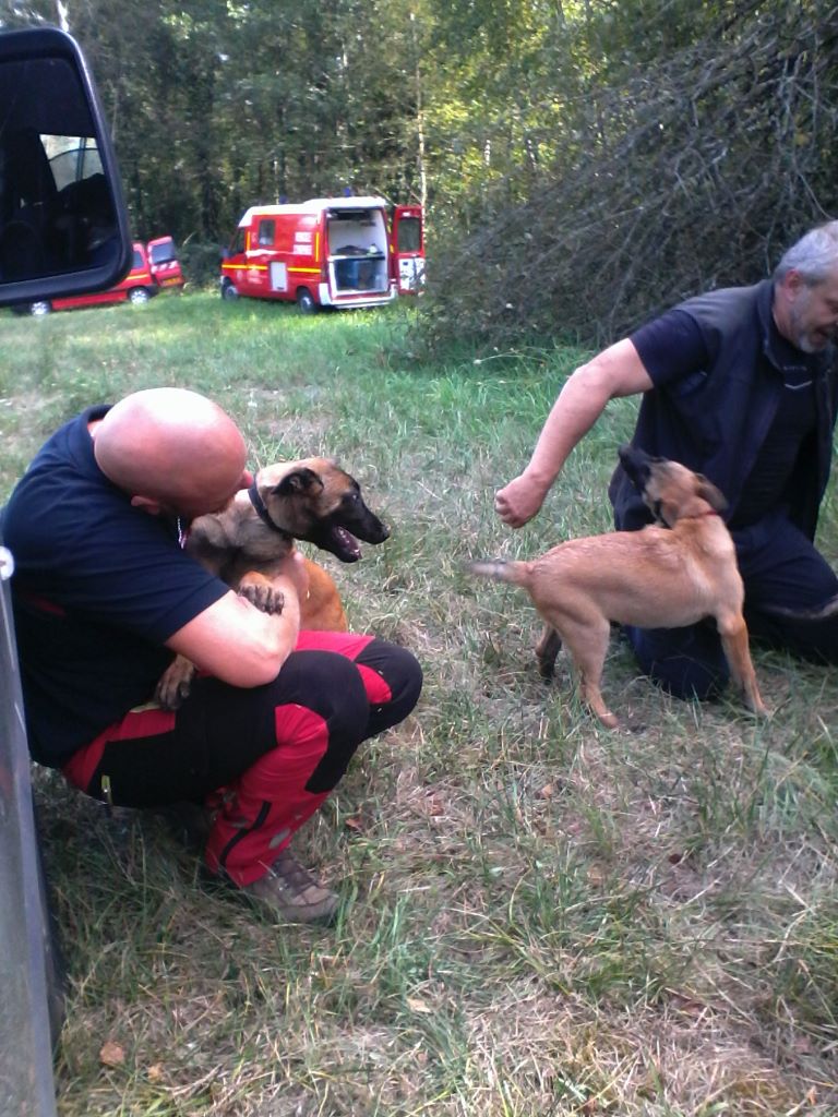 du clan d'alvi - Les chiots 3 mois