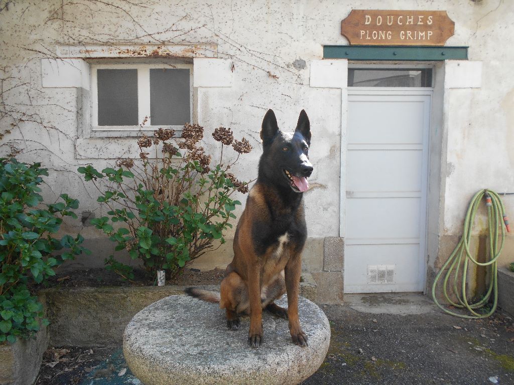 du clan d'alvi - Père des chiots