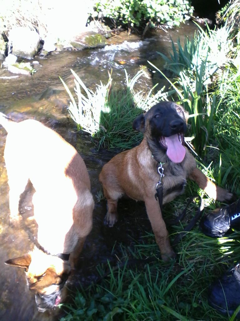 du clan d'alvi - baignade des chiots 3 mois