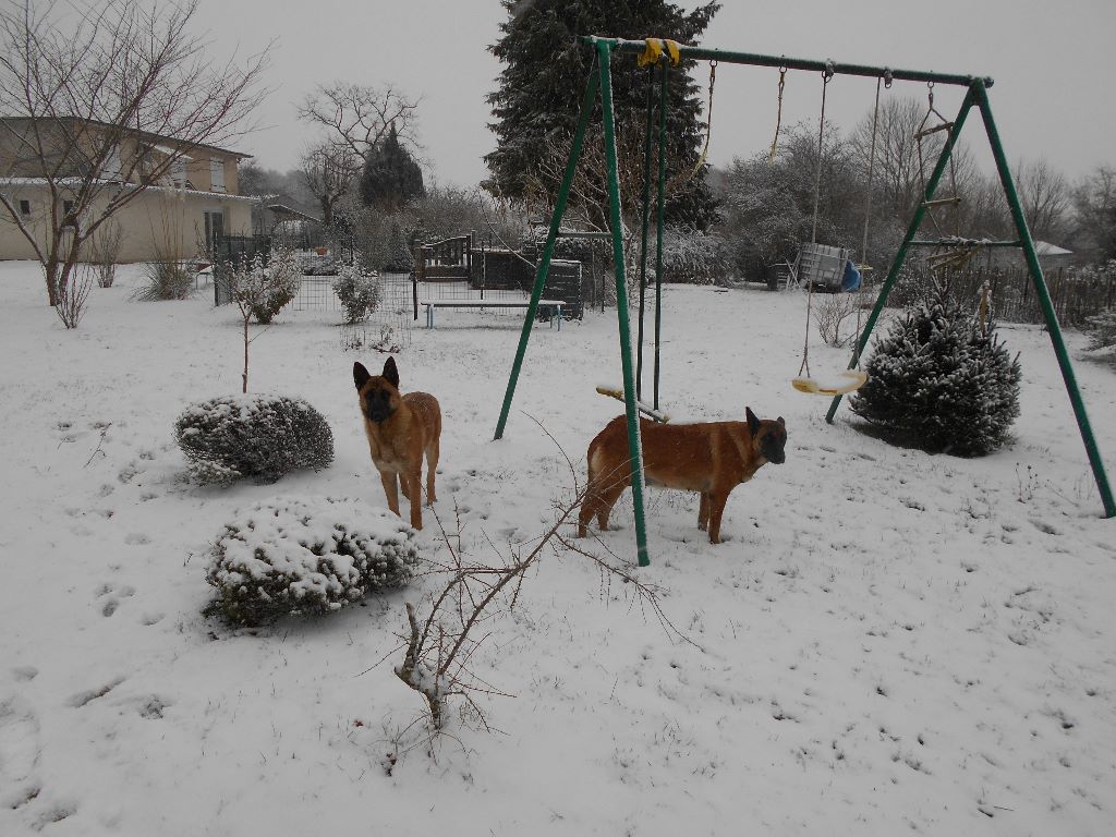 du clan d'alvi - Hiver en Limousin janvier 2019