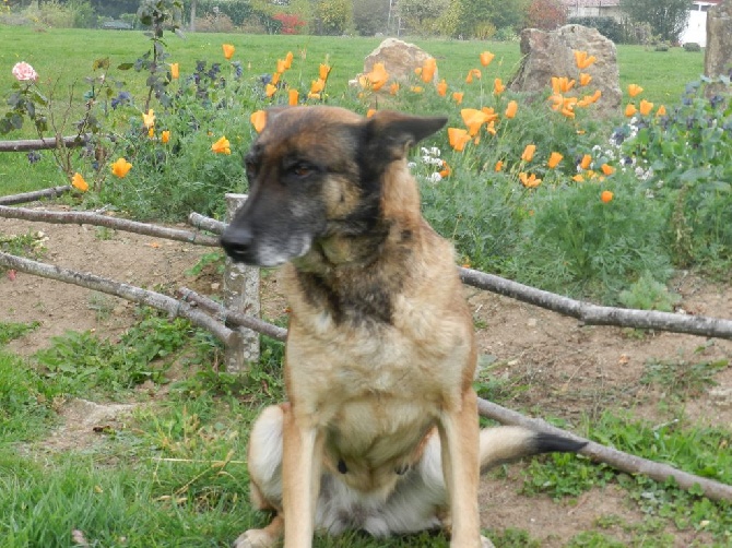 du clan d'alvi - Vicky la grand-mère des chiots