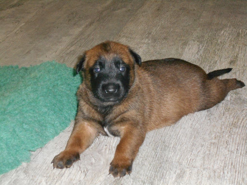 du clan d'alvi - 1 des chiots 3 semaines