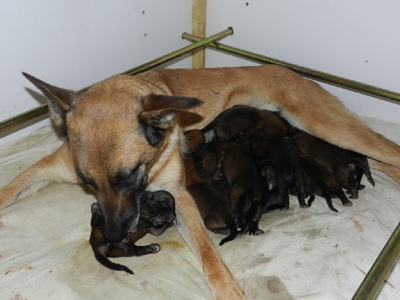 Les chiots de Horse et F.X