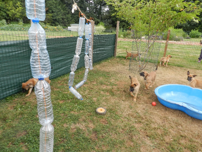 chiots 2 mois de Vicky et Dickson