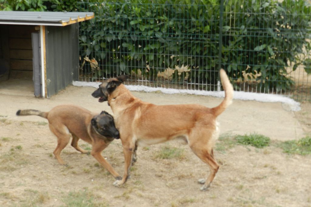 Les chiots de Irlande et DIckson