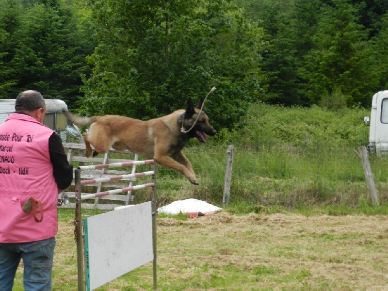 F.X père des chiots avec Horse