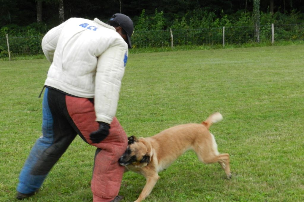 Horse du Clan d'Alvi radio des hanches A/A